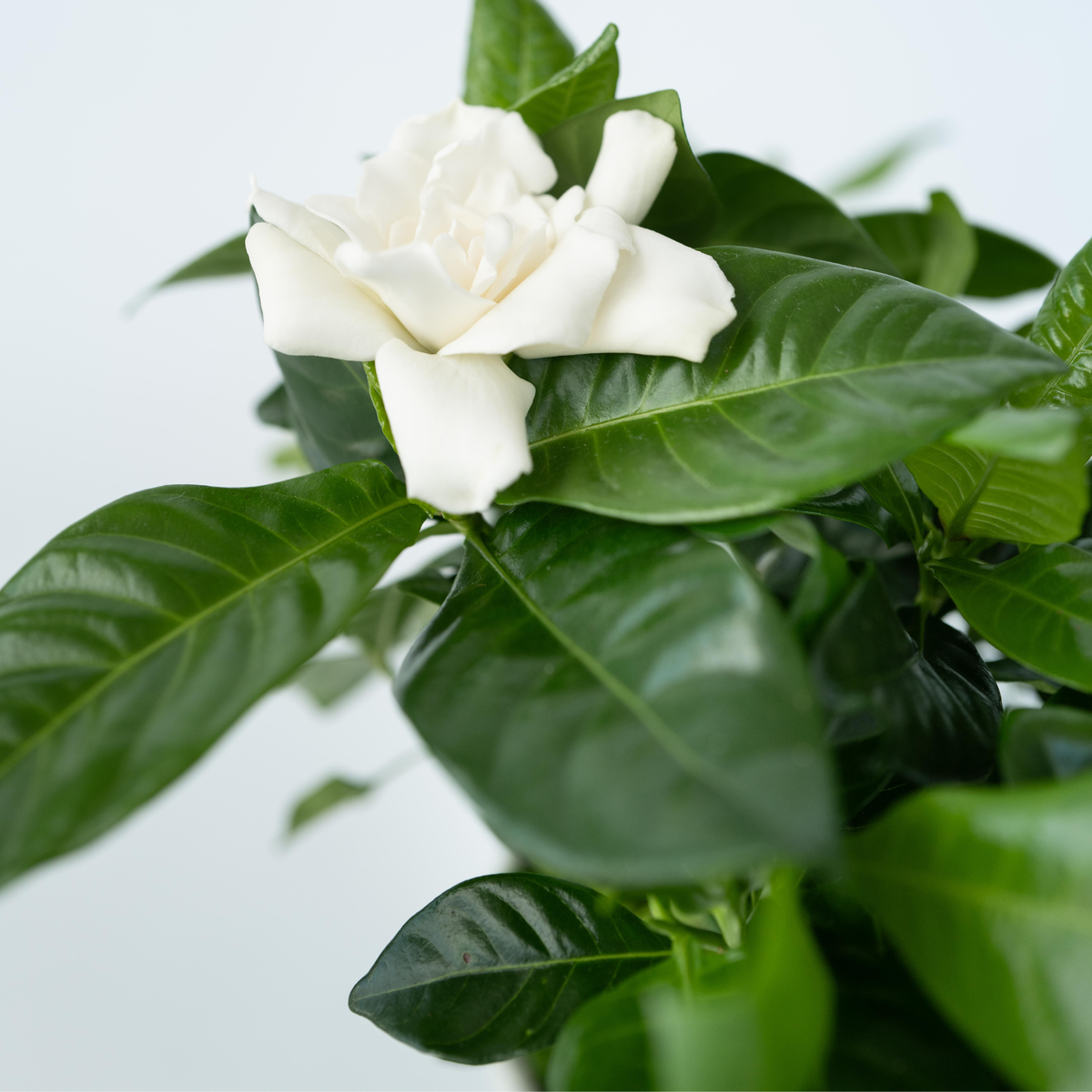 Gardenia Jasminoides - Set van 2 - Jasmijn