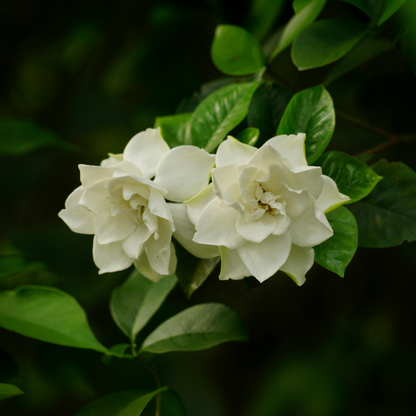 Gardenia Jasminoides - Set van 2 - Jasmijn