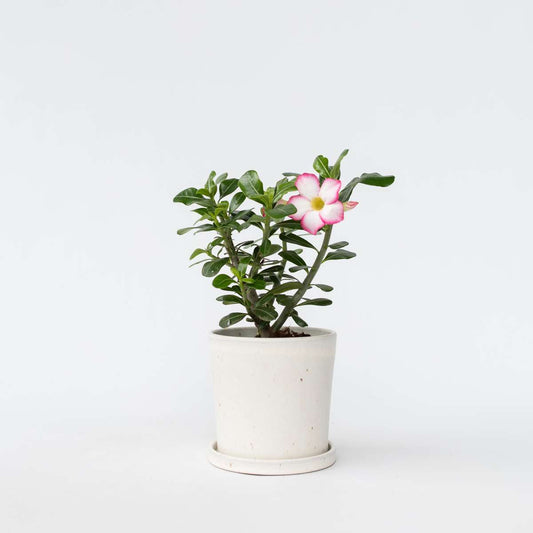 Adenium obesum - Wit - Woestijnroos