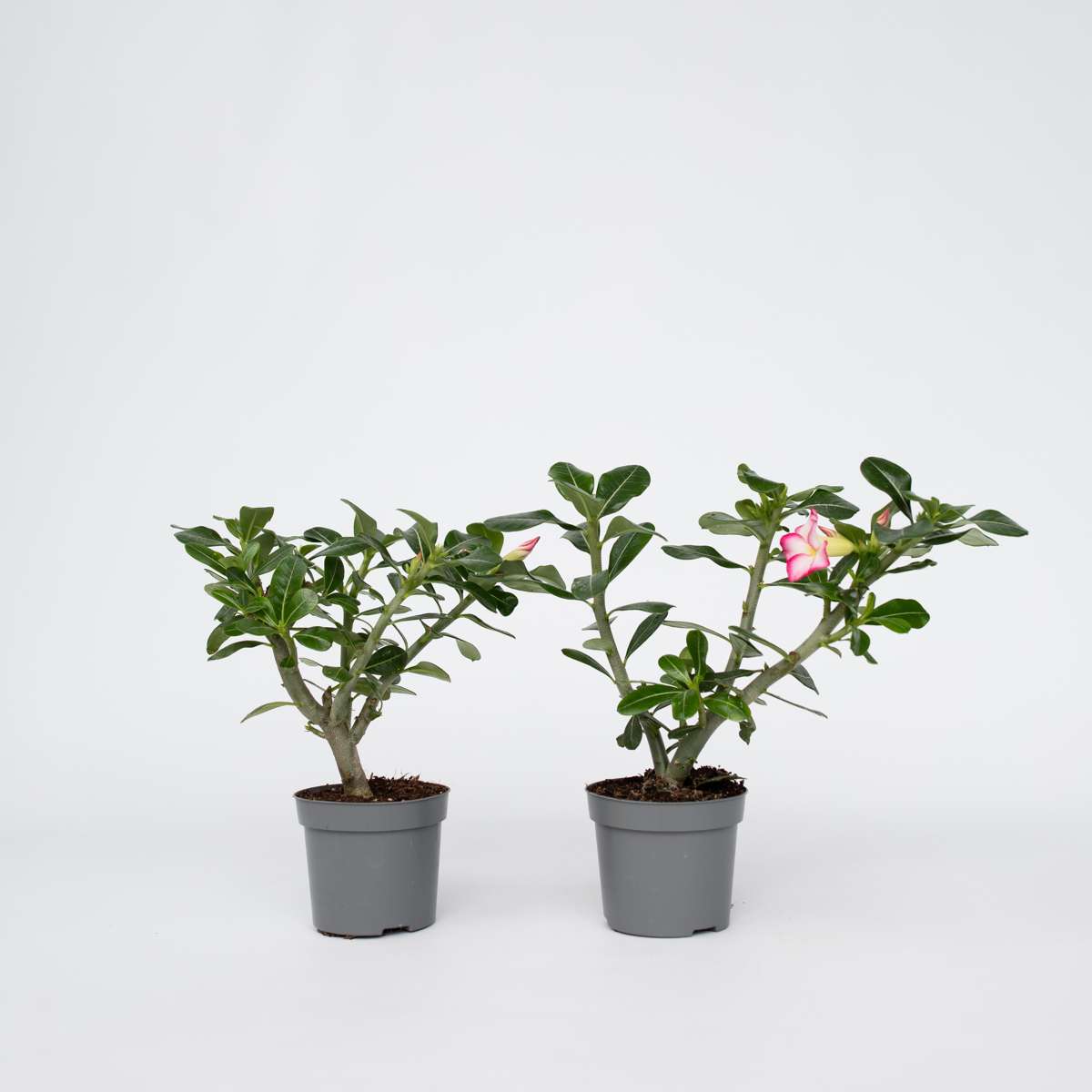 Adenium obesum - Roze - Woestijnroos