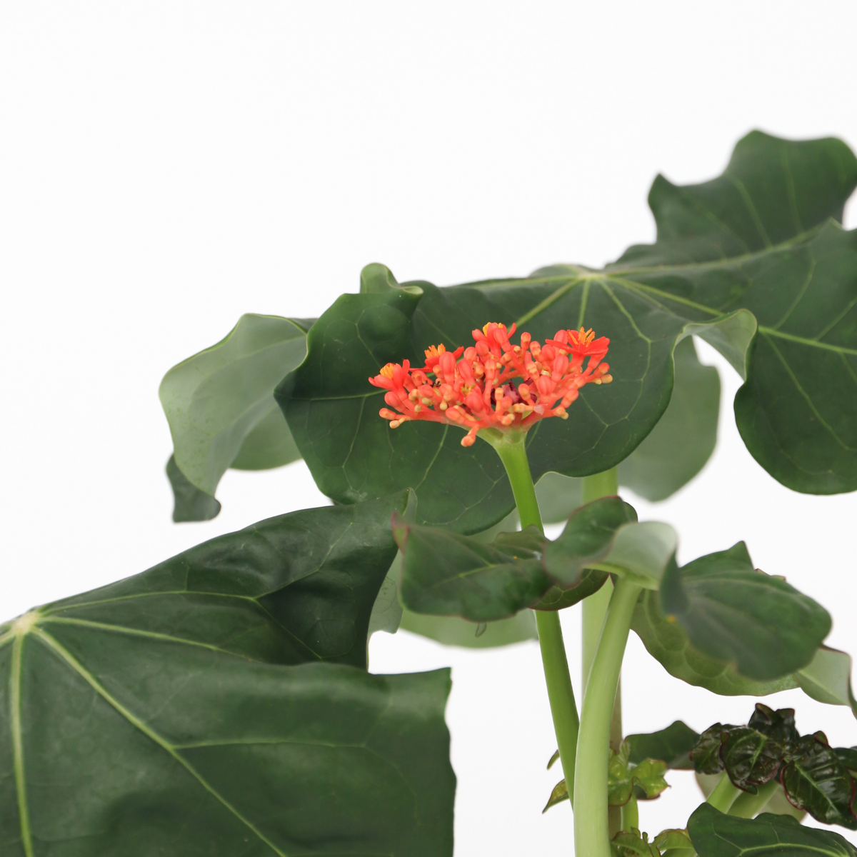 Jatropha Podagrica - Set van 2