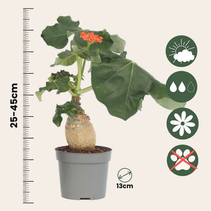 Jatropha Podagrica - Set van 2