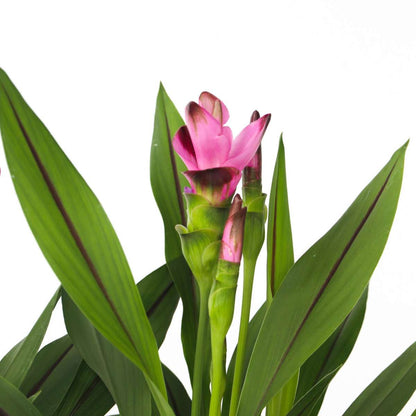 Curcuma 'Al Siam Supreme' - Set van 2