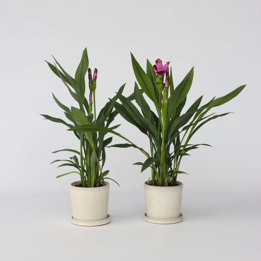 Curcuma 'Al Siam Supreme' - Set van 2