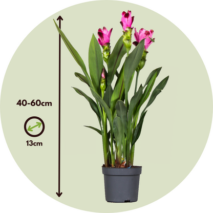 Curcuma 'Al Siam Supreme' - Set van 2