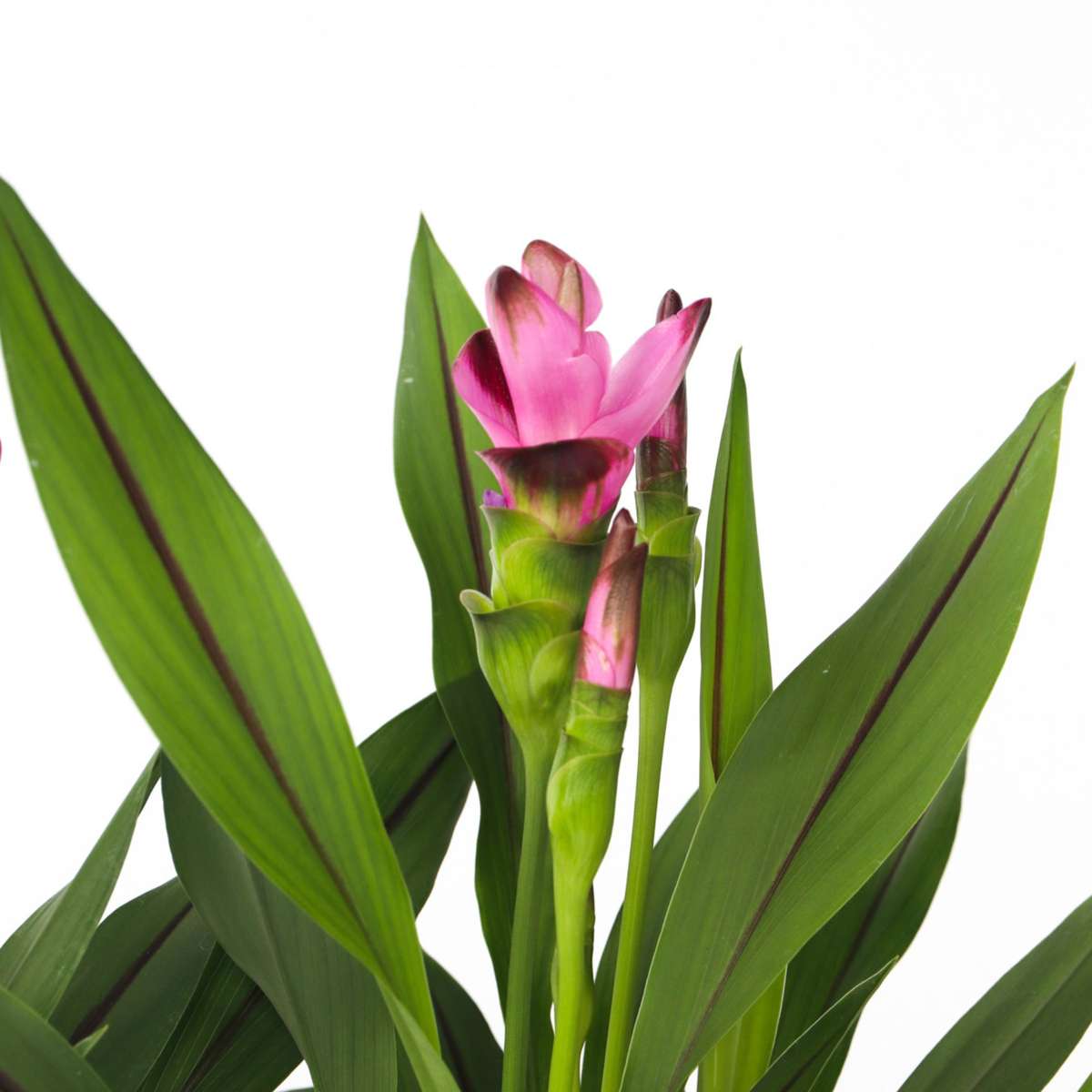 Curcuma 'Al Siam Supreme' - Set van 4