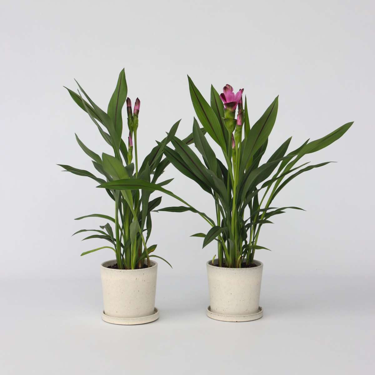 Curcuma 'Al Siam Supreme' - Set van 4