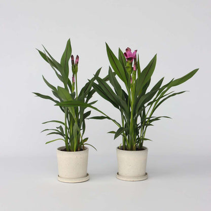 Curcuma 'Al Siam Supreme' - Set van 4