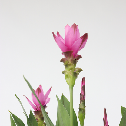 Curcuma Alismatifolia Siam 'Supreme'