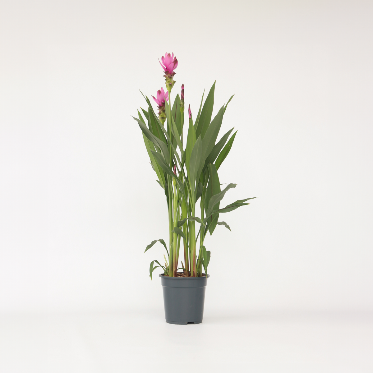 Curcuma Alismatifolia Siam 'Supreme'