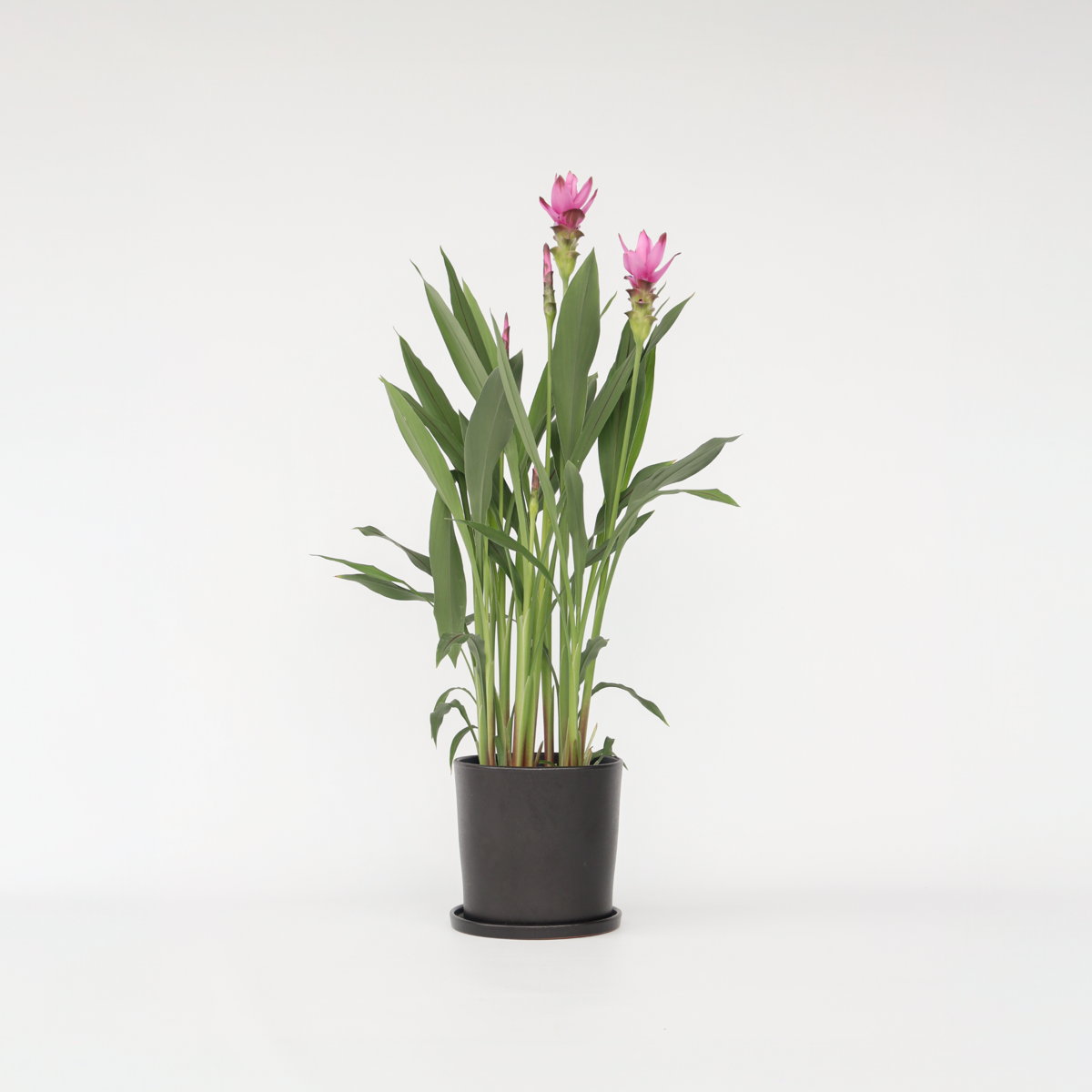 Curcuma Alismatifolia Siam 'Supreme'