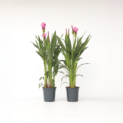 Curcuma Alismatifolia Siam 'Supreme' - Set van 2