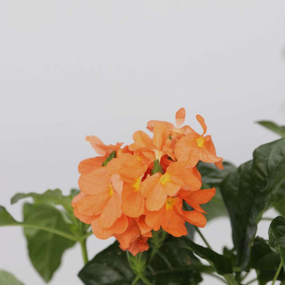 Crossandra 'Fortuna' - Set van 2