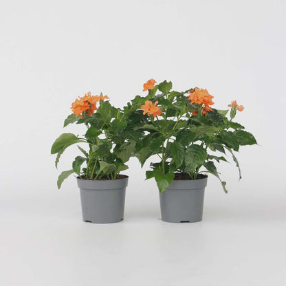 Crossandra 'Fortuna' - Set van 4