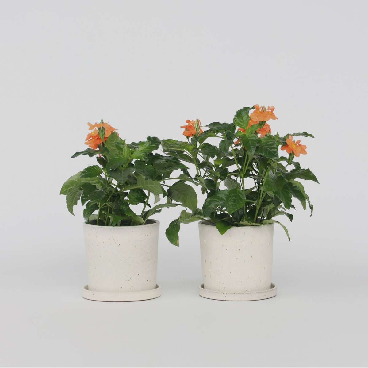 Crossandra 'Fortuna' - Set van 4