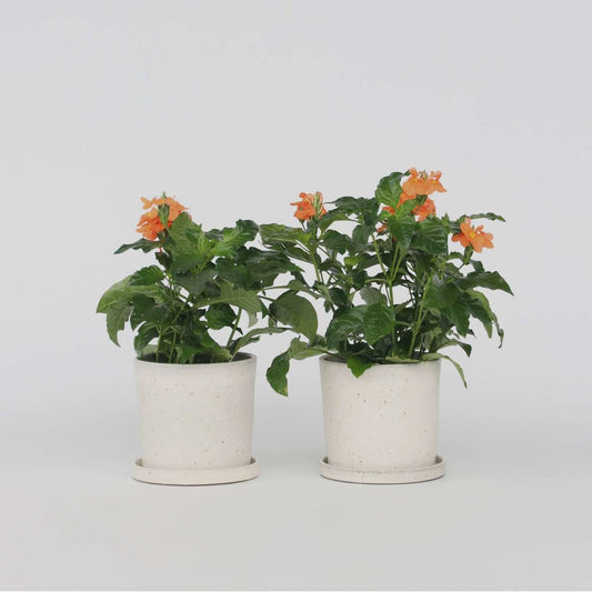 Crossandra 'Fortuna' - Set van 4