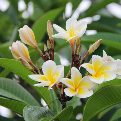 Plumeria Frangipani Hawaii