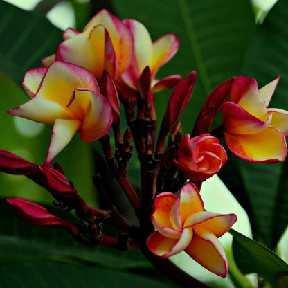 Plumeria Frangipani Hawaii