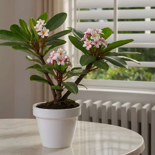 Plumeria Frangipani Hawaii - Set van 2
