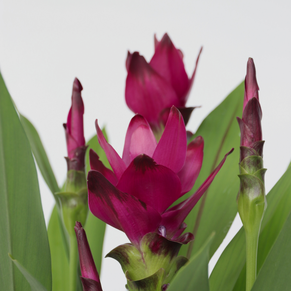 Curcuma alismatifolia 'Skyline'