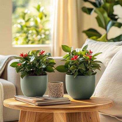 Euphorbia Milii - Christusdoorn