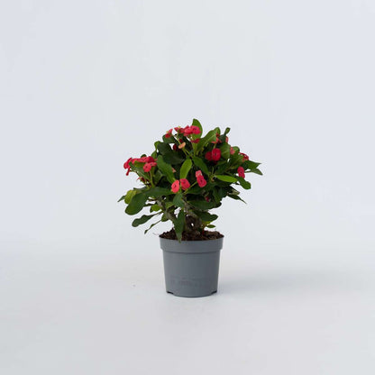 Euphorbia Milii - Christusdoorn