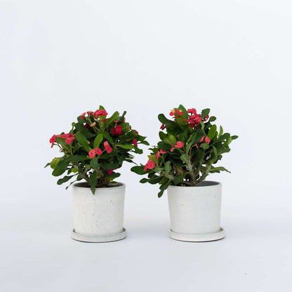 Euphorbia Milii - Set van 2 - Christusdoorn