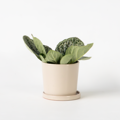 Streptocarpus 'Pretty Turtle' - Spiraalvrucht