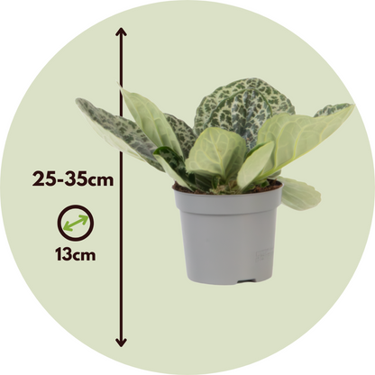 Streptocarpus 'Pretty Turtle' - Spiraalvrucht