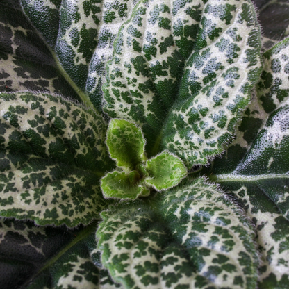 Streptocarpus 'Pretty Turtle' - 2 Stuks - Spiraalvrucht