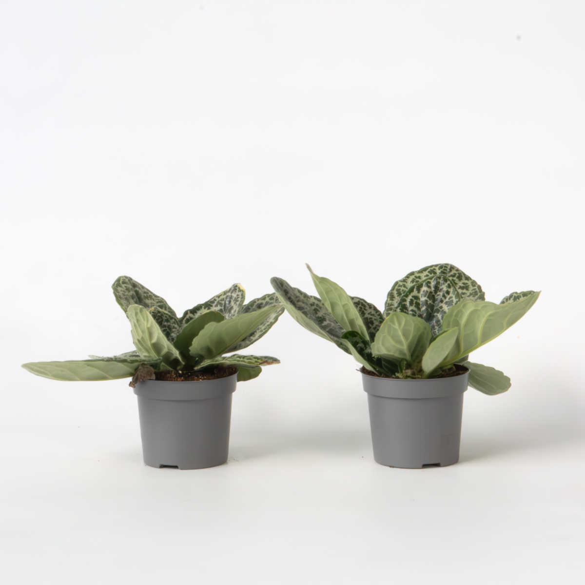 Streptocarpus 'Pretty Turtle' - 2 Stuks - Spiraalvrucht