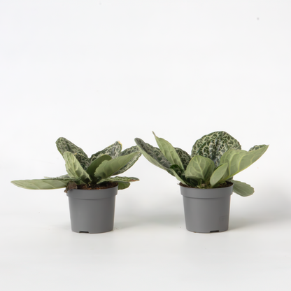 Streptocarpus 'Pretty Turtle' - 2 Stuks - Spiraalvrucht