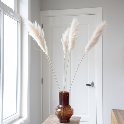 Droogbloemen 'Cortaderia Plum' - 5 stuks