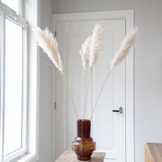 Droogbloemen 'Cortaderia Plum' - 5 stuks
