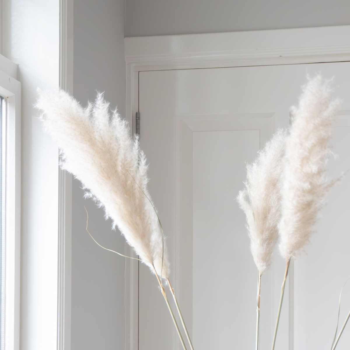 Droogbloemen 'Cortaderia Plum' - 5 stuks