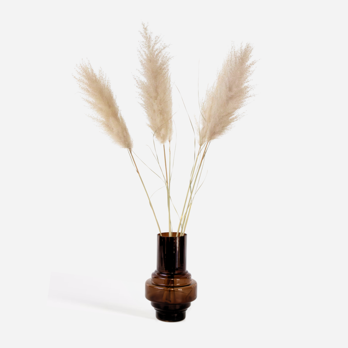 Droogbloemen 'Cortaderia Plum' - 5 stuks
