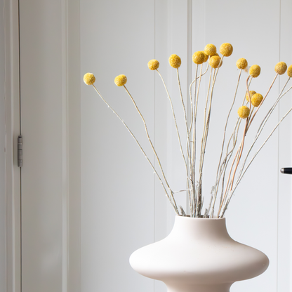 Boeket 'Craspedia natural yellow' - Droogbloemen