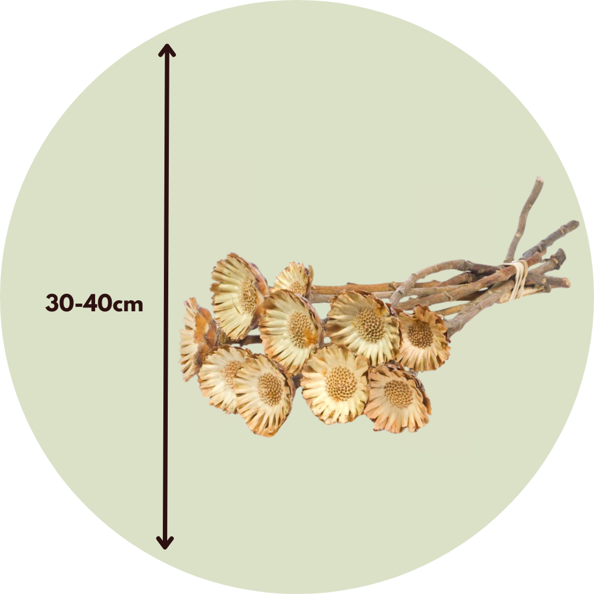 Boeket 'Protea Compacta' - 10 stuks - Droogbloemen