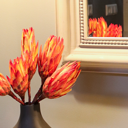 Boeket 'Protea Pendula Red' - 5 stuks - Droogbloemen