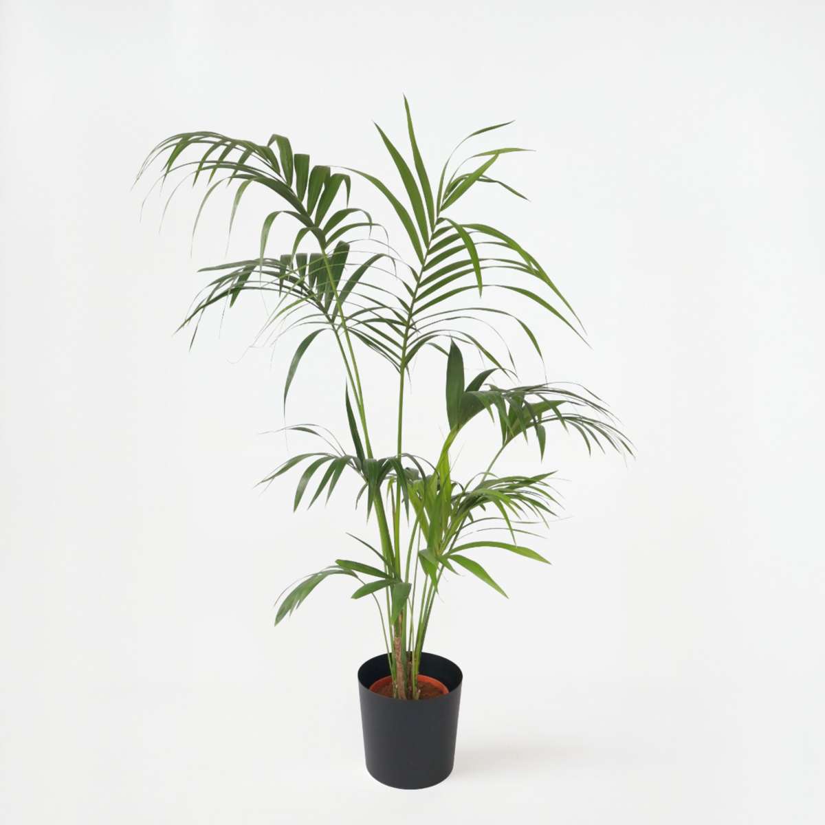 Howea Forsteriana - Kentiapalm