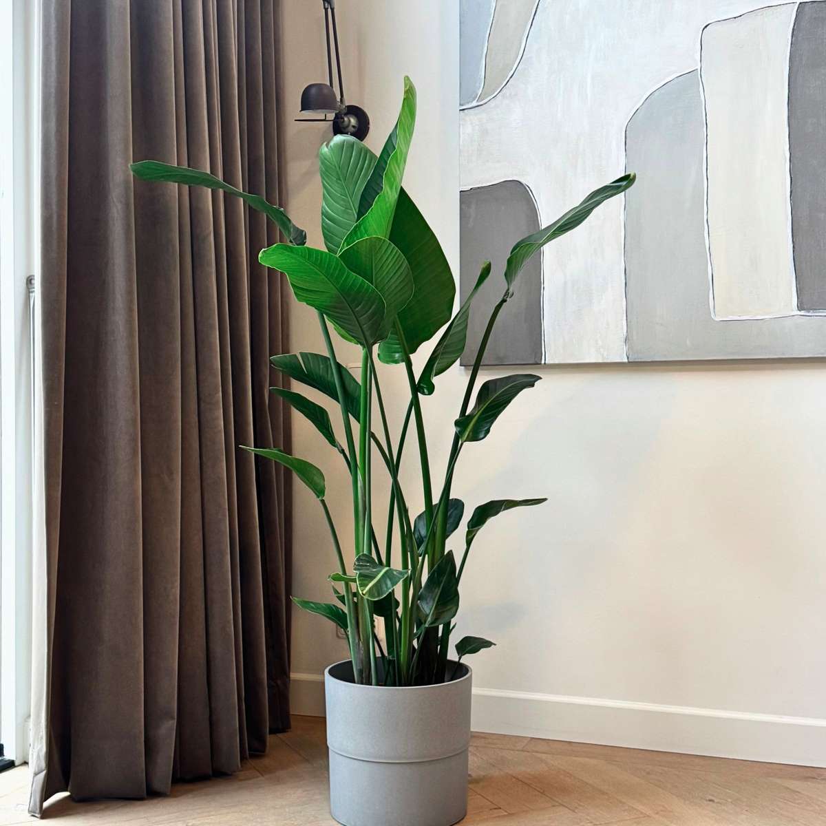 Strelitzia Nicolai - Paradijsvogelbloem