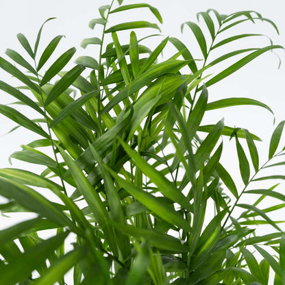 Mexicaanse dwergpalm