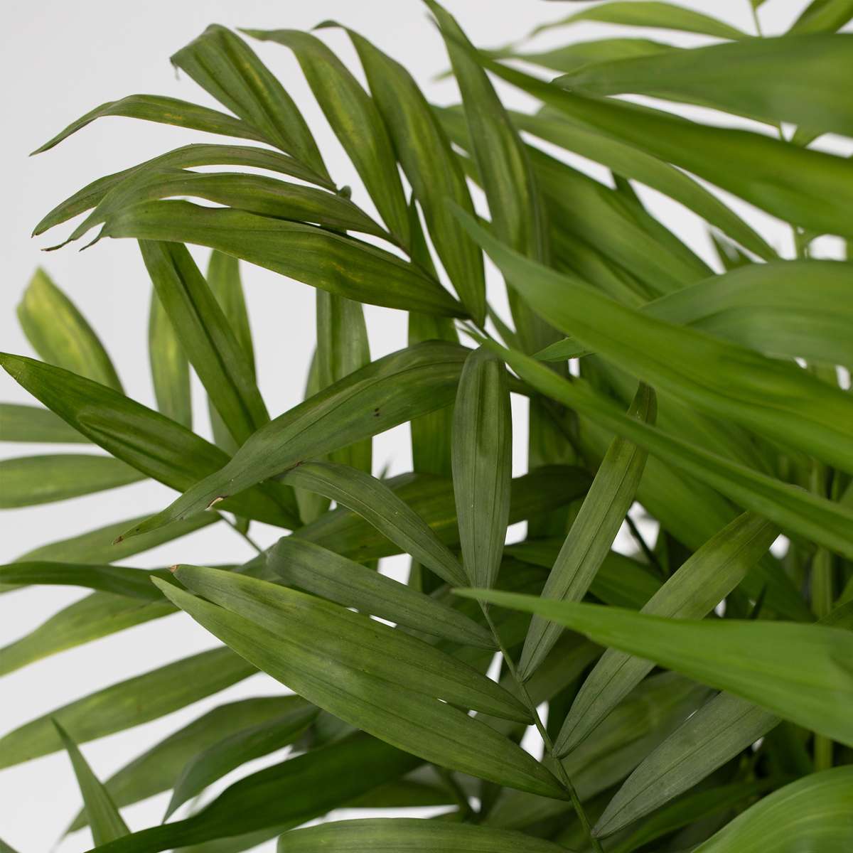 Mexicaanse dwergpalm