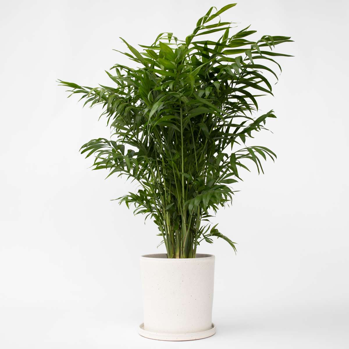 Mexicaanse dwergpalm