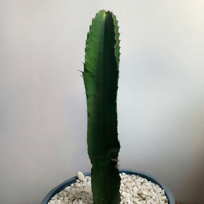 Euphorbia Ingens - Cowboycactus