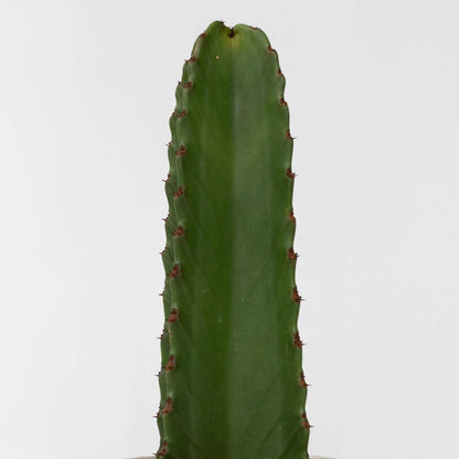 Euphorbia Ingens - Cowboycactus