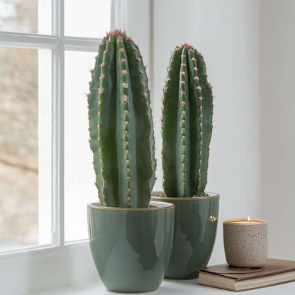 Euphorbia Ingens - Set van 2 - Cowboycactus