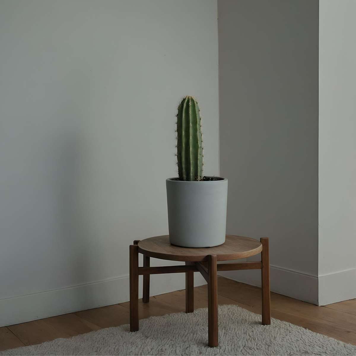 Euphorbia Ingens - Set van 2 - Cowboycactus