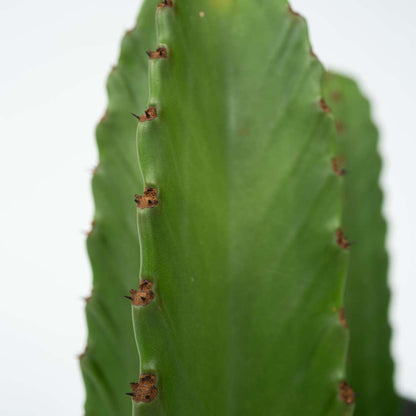 Euphorbia Ingens - Set van 2 - Cowboycactus