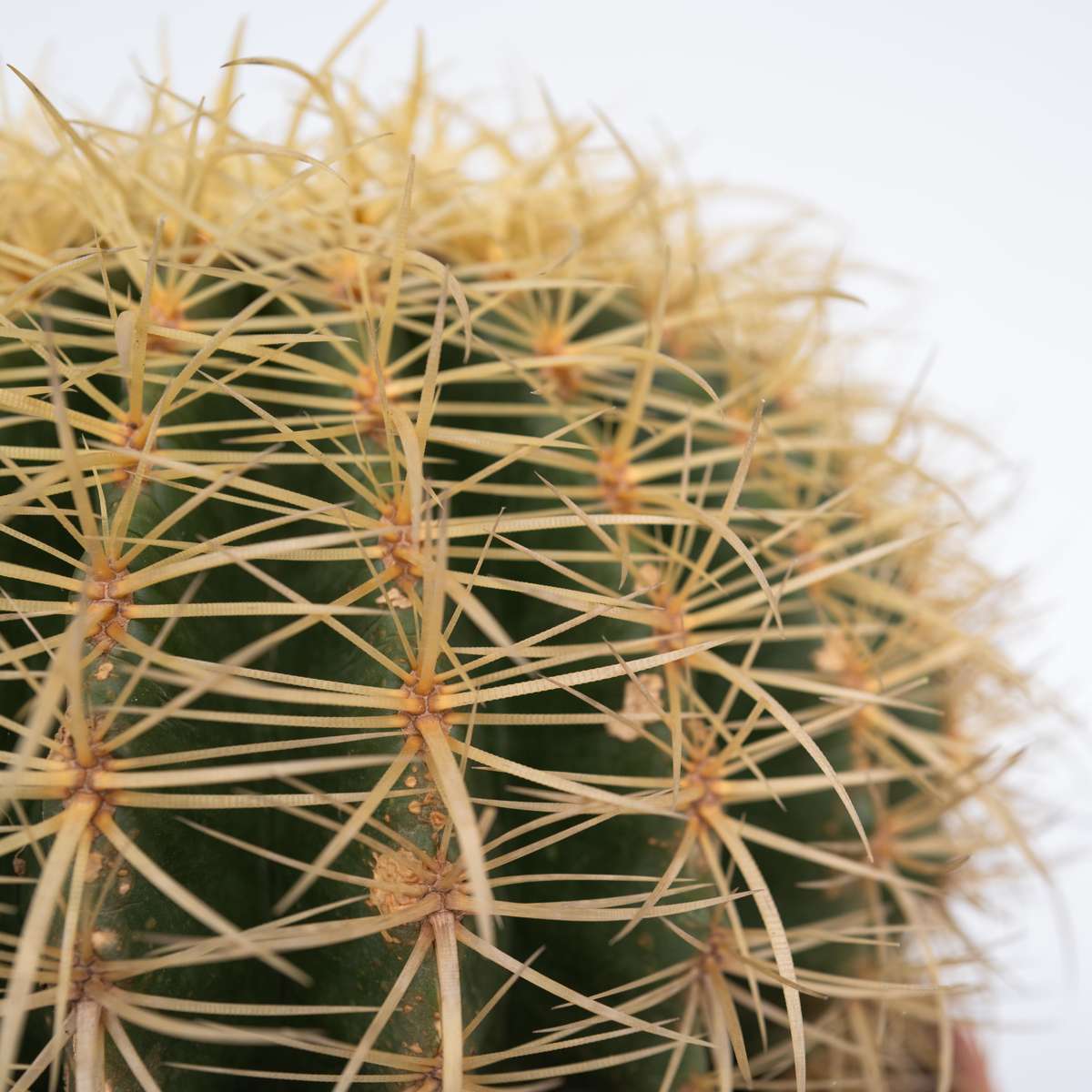 Echinocactus grusonii - Cactus
